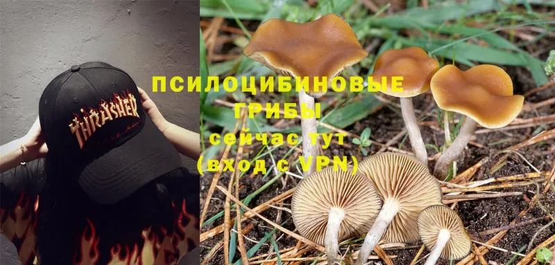 Псилоцибиновые грибы Psilocybine cubensis  где купить   Ипатово 